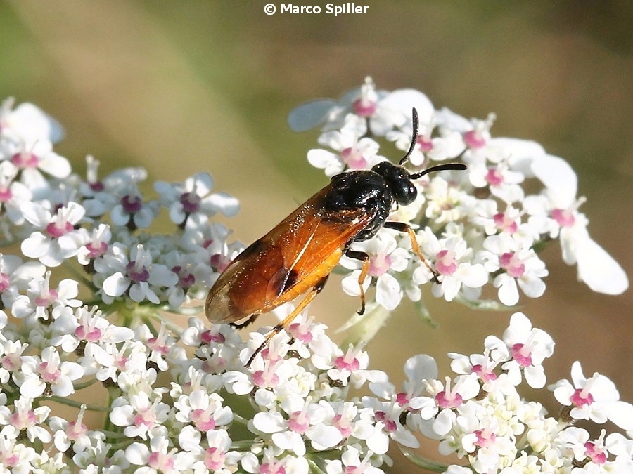 Argidae, Arge melanochroa, femmina